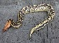 The image “http://www.monkeyfrog.com/DSCN6288_PH03_09_thumb.jpg” cannot be displayed, because it contains errors.
