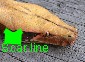 The image “http://www.monkeyfrog.com/DSCN6343_text_thumb.jpg” cannot be displayed, because it contains errors.