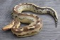 http://www.monkeyfrog.com/DSCN6422_thumb.jpg
