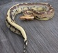 http://www.monkeyfrog.com/DSCN6425_thumb.jpg