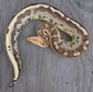 http://www.monkeyfrog.com/DSCN6426_thumb.jpg