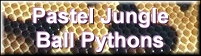 The image “http://www.monkeyfrog.com/pastel_ballpython_button.jpg” cannot be displayed, because it contains errors.