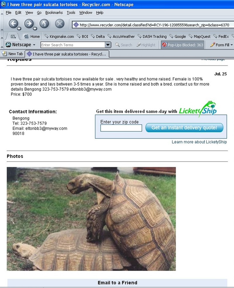 sulcata_scam1.jpg