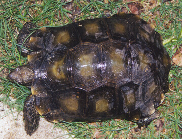 http://www.monkeyfrog.com/tortoises/manouria_adult4.JPG